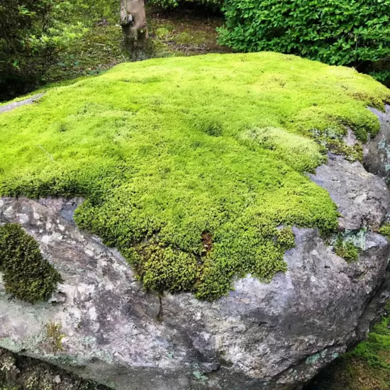 在庭院中的苔藓植物半点设计_庭院设计_别墅造园_屋顶花园_阳台花园设计半点设计