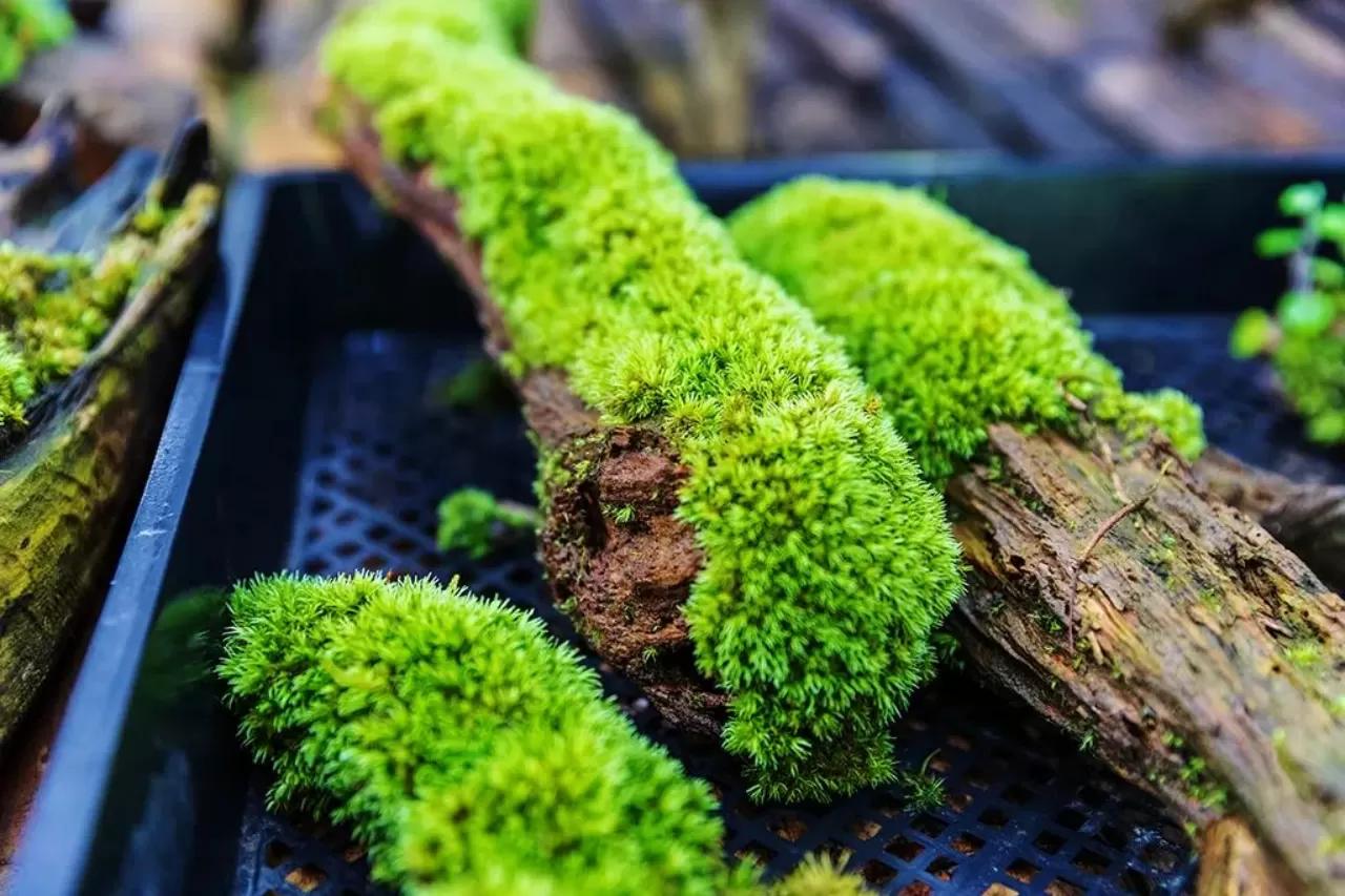 图片[2]半点设计_庭院设计_别墅造园_屋顶花园_阳台花园设计在庭院中的苔藓植物半点设计_庭院设计_别墅造园_屋顶花园_阳台花园设计半点设计