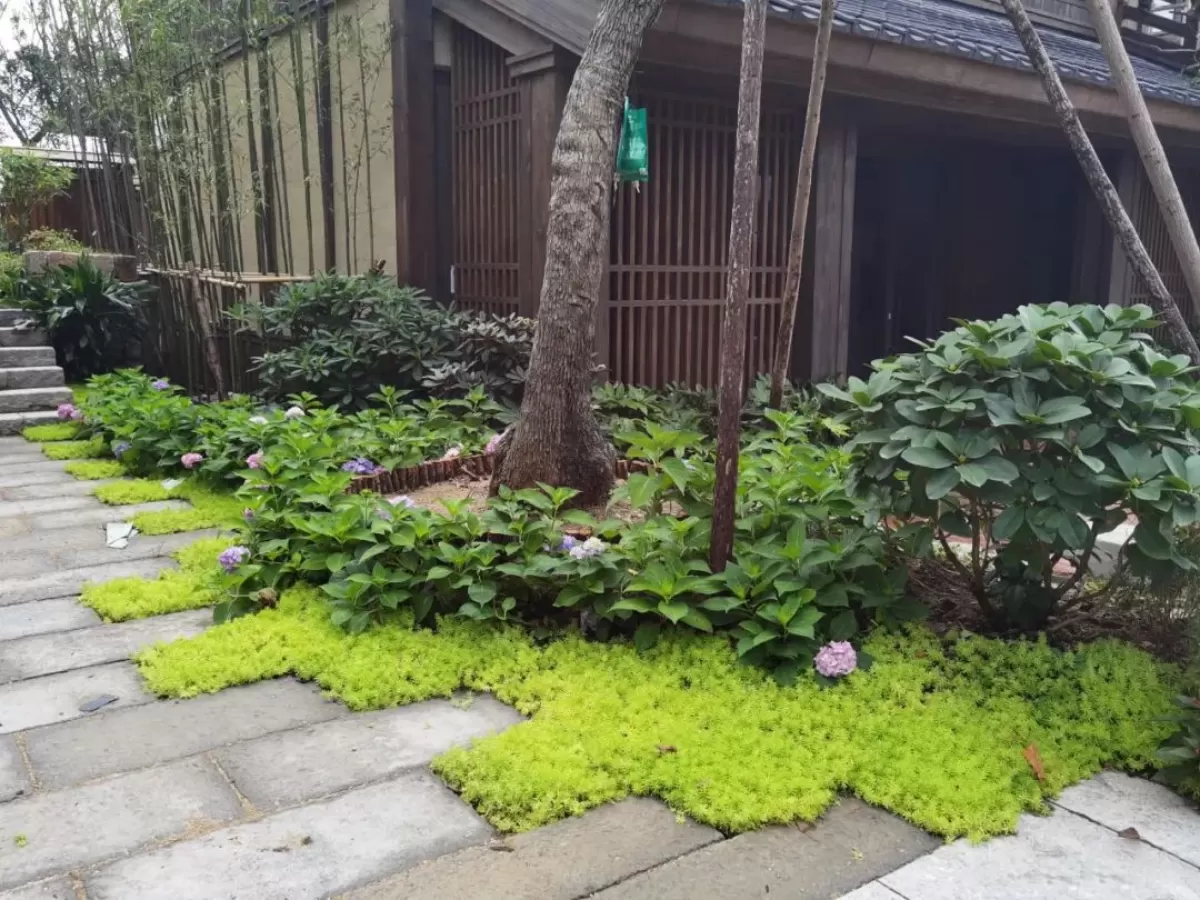 图片[5]半点设计_庭院设计_别墅造园_屋顶花园_阳台花园设计自然赐予的景观植物—佛甲草半点设计_庭院设计_别墅造园_屋顶花园_阳台花园设计半点设计