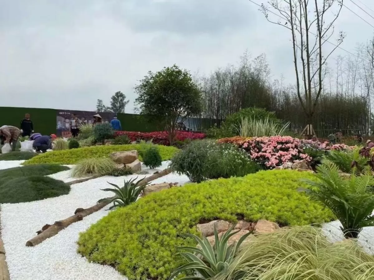 图片[14]半点设计_庭院设计_别墅造园_屋顶花园_阳台花园设计自然赐予的景观植物—佛甲草半点设计_庭院设计_别墅造园_屋顶花园_阳台花园设计半点设计