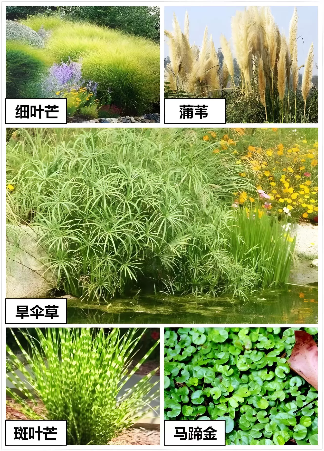 图片[9]半点设计_庭院设计_别墅造园_屋顶花园_阳台花园设计雨水花园解读——如何打造一个雨水花园？半点设计_庭院设计_别墅造园_屋顶花园_阳台花园设计半点设计