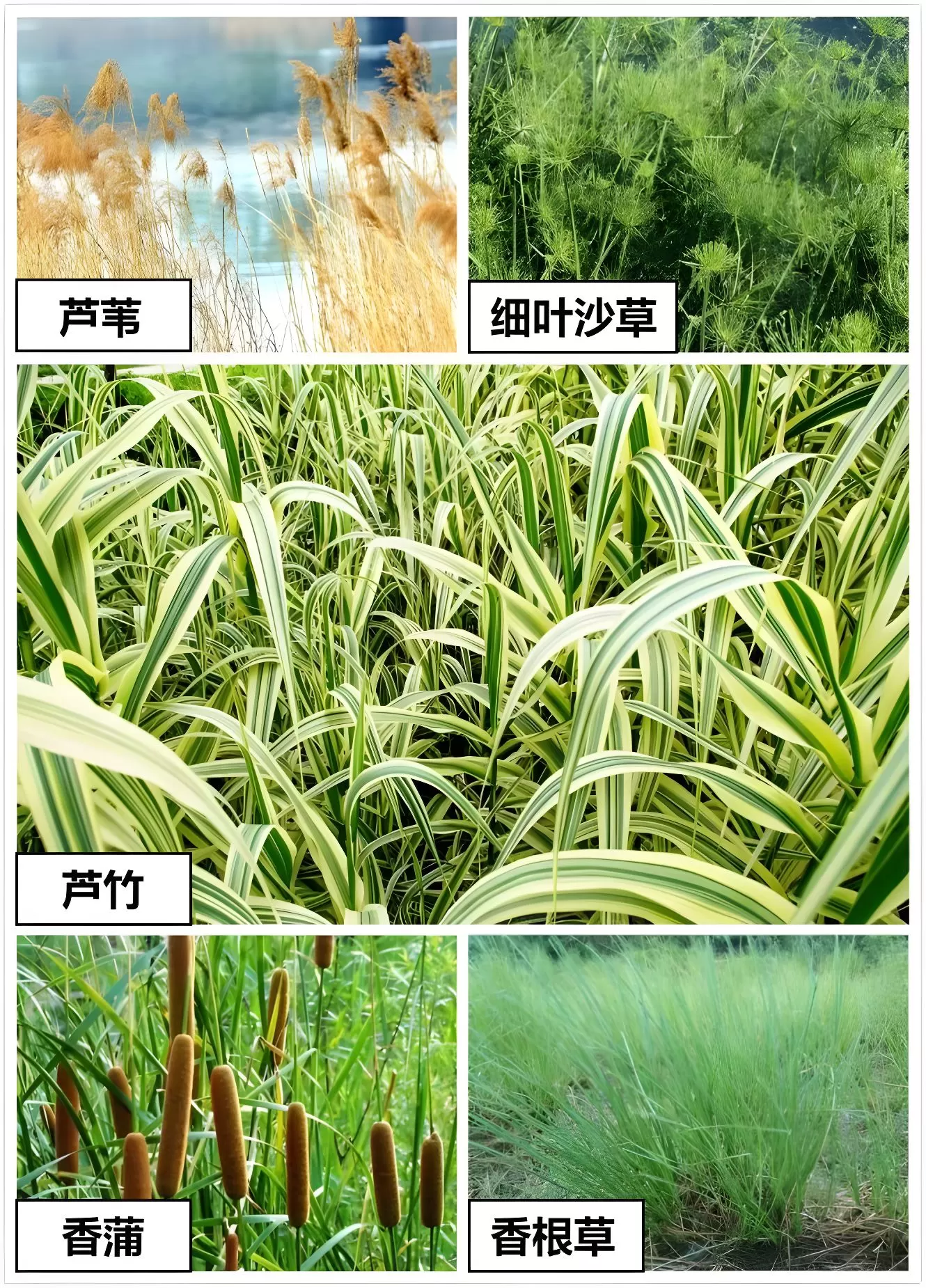 图片[8]半点设计_庭院设计_别墅造园_屋顶花园_阳台花园设计雨水花园解读——如何打造一个雨水花园？半点设计_庭院设计_别墅造园_屋顶花园_阳台花园设计半点设计