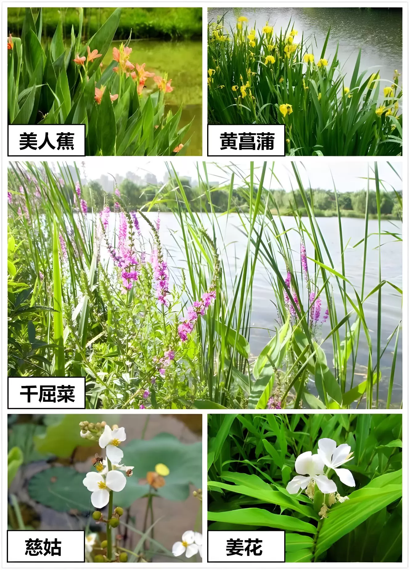图片[11]半点设计_庭院设计_别墅造园_屋顶花园_阳台花园设计雨水花园解读——如何打造一个雨水花园？半点设计_庭院设计_别墅造园_屋顶花园_阳台花园设计半点设计