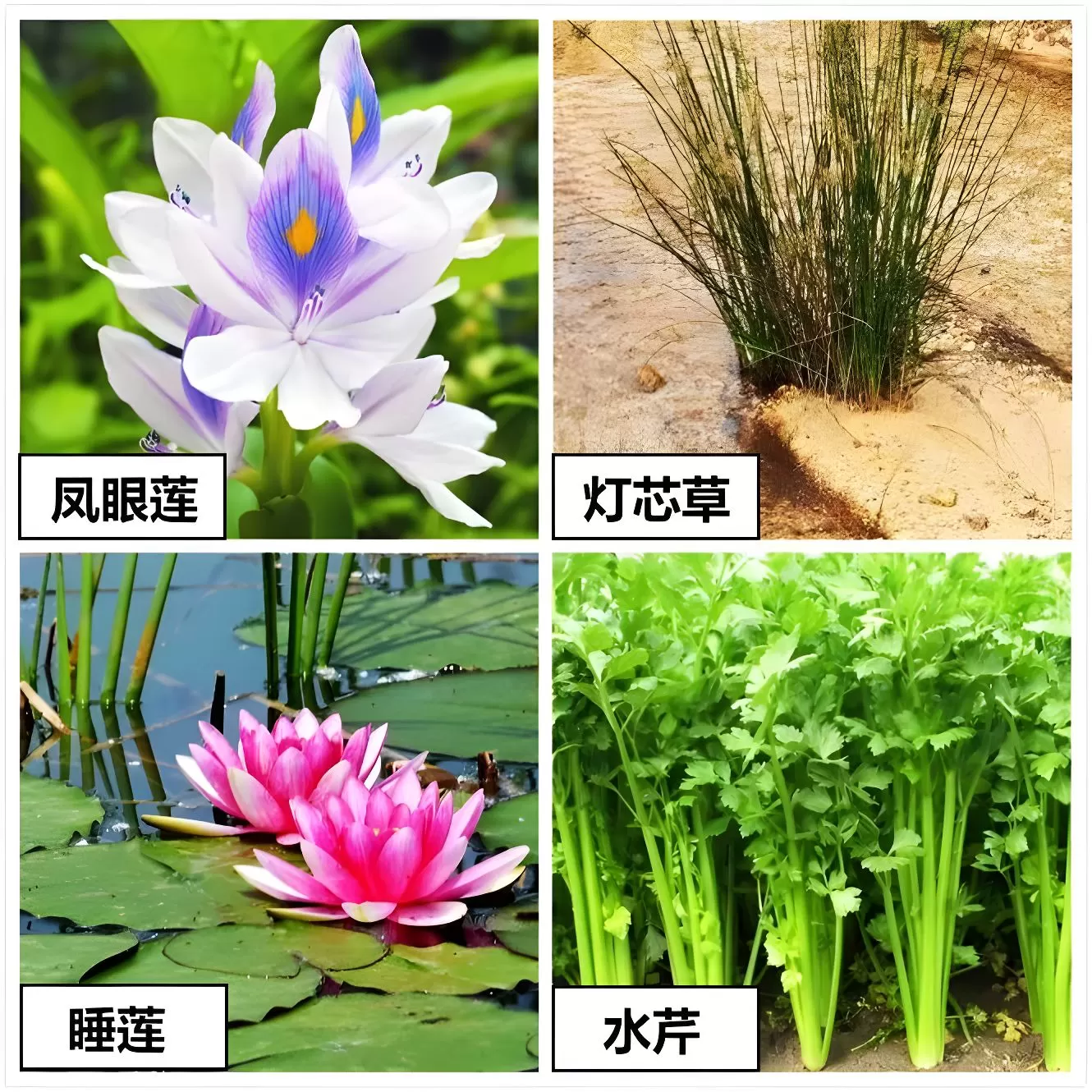 图片[10]半点设计_庭院设计_别墅造园_屋顶花园_阳台花园设计雨水花园解读——如何打造一个雨水花园？半点设计_庭院设计_别墅造园_屋顶花园_阳台花园设计半点设计