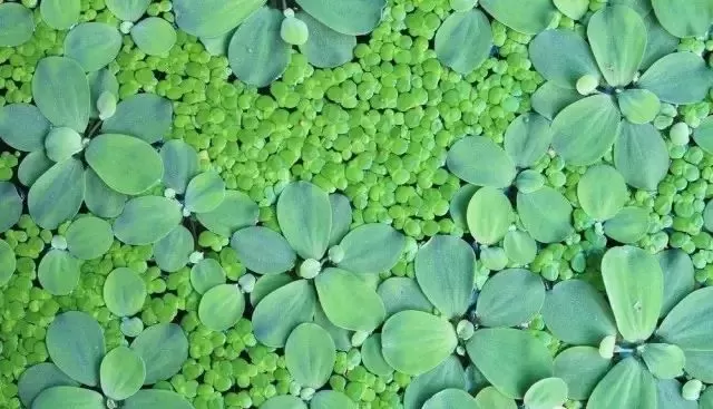 园林景观常用水生植物种植密度半点设计_庭院设计_别墅造园_屋顶花园_阳台花园设计半点设计